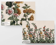 Panoramic wallpaper ivory Hollyhocks . 1799